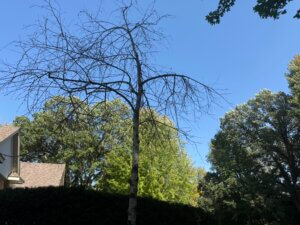 Orono Tree Care
