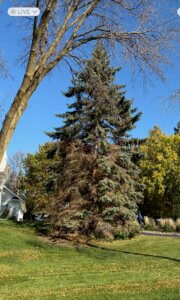 Expert Mound Tree Care for Homes and Businesses