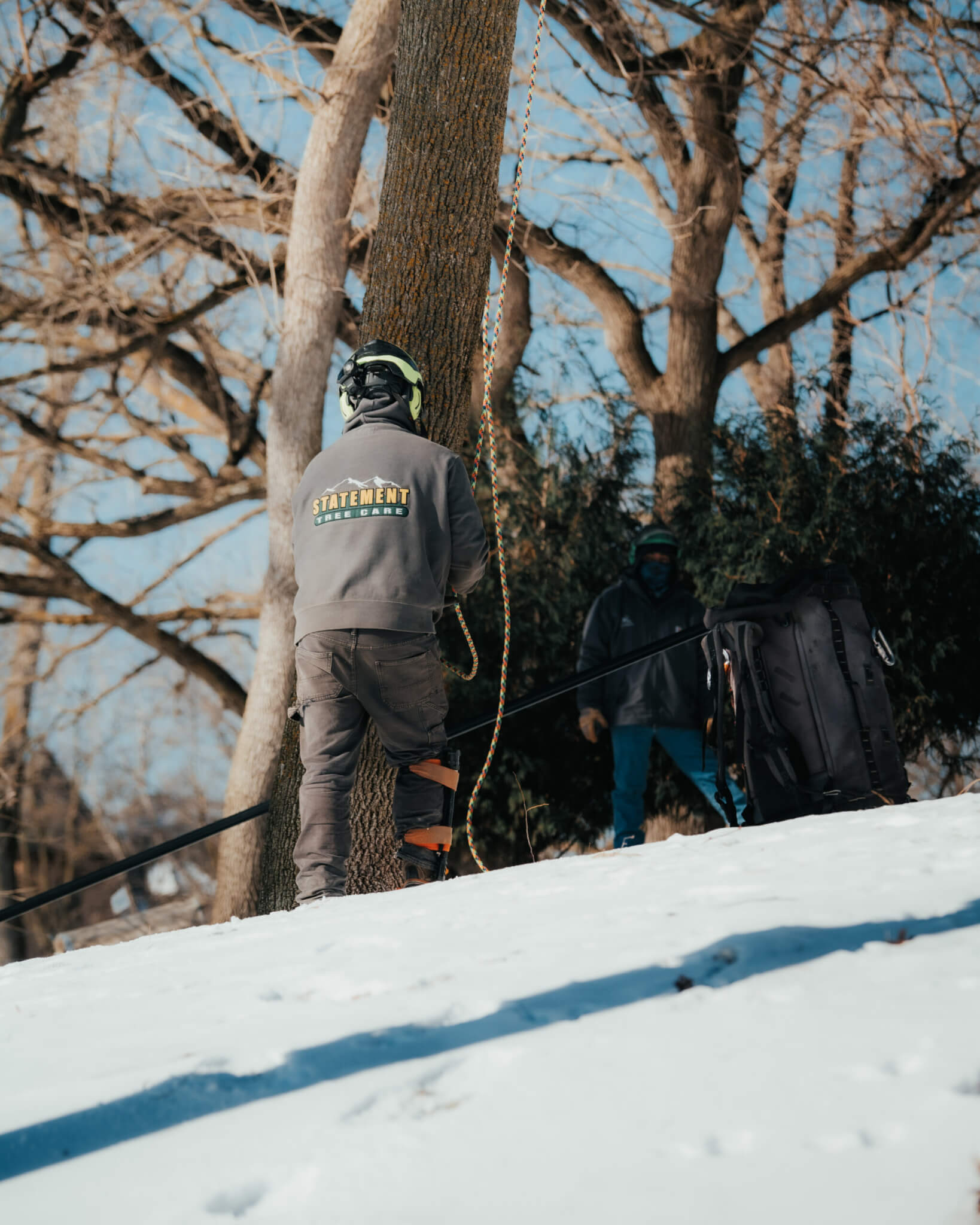 Tree Care and Maintenance