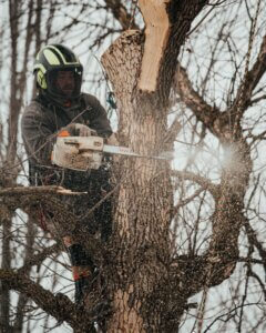 Expert Tree Care In Mound,MN