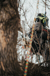 Complete Tree Removal, Trimming, and Storm Cleanup Across Minnesota