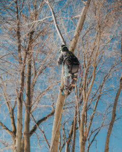 Minnetonka Tree Care
