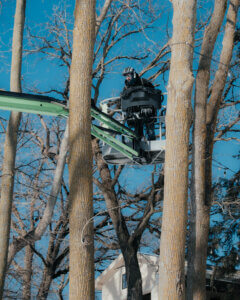 Tree Care in Eden Prairie