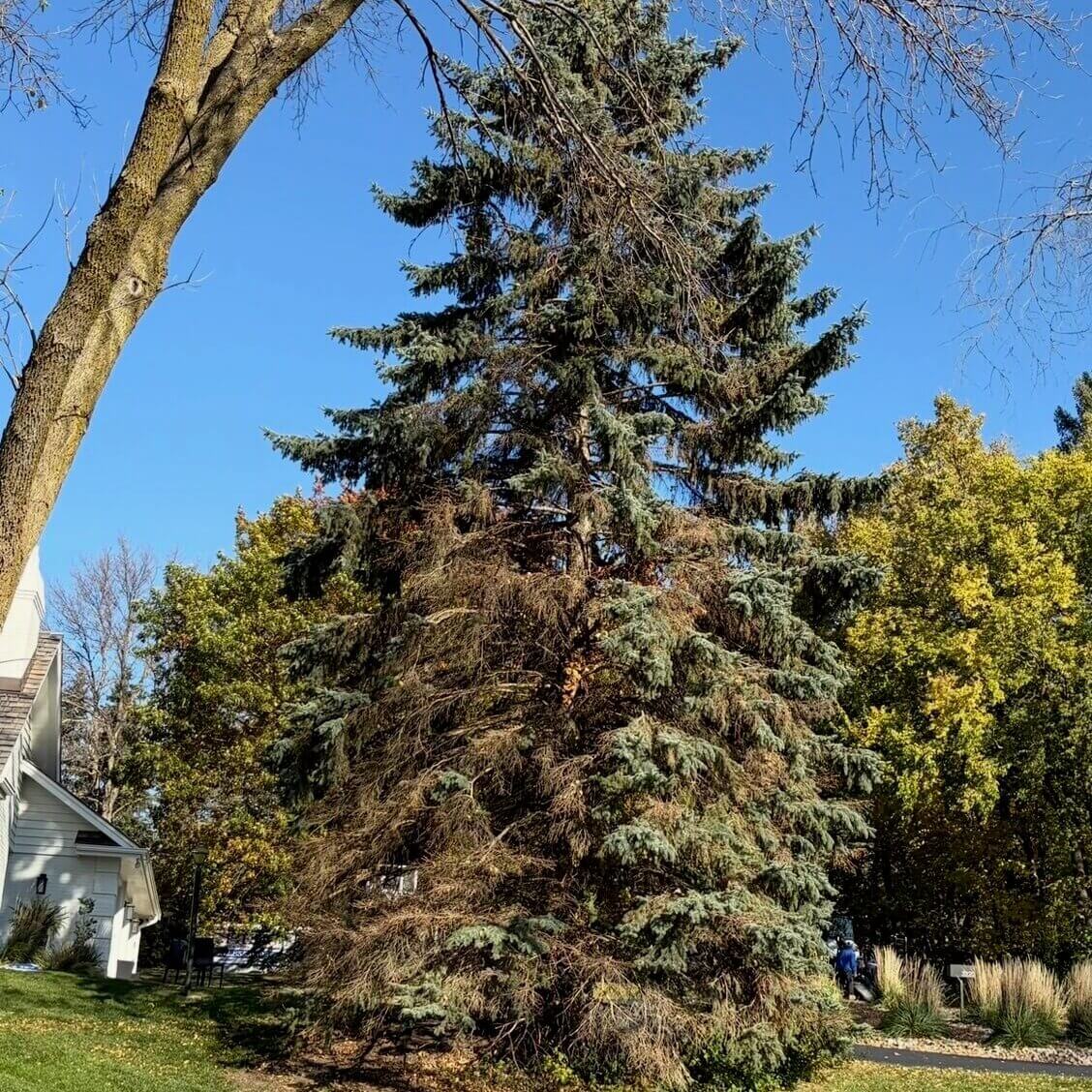 Expert Mound Tree Care for Homes and Businesses