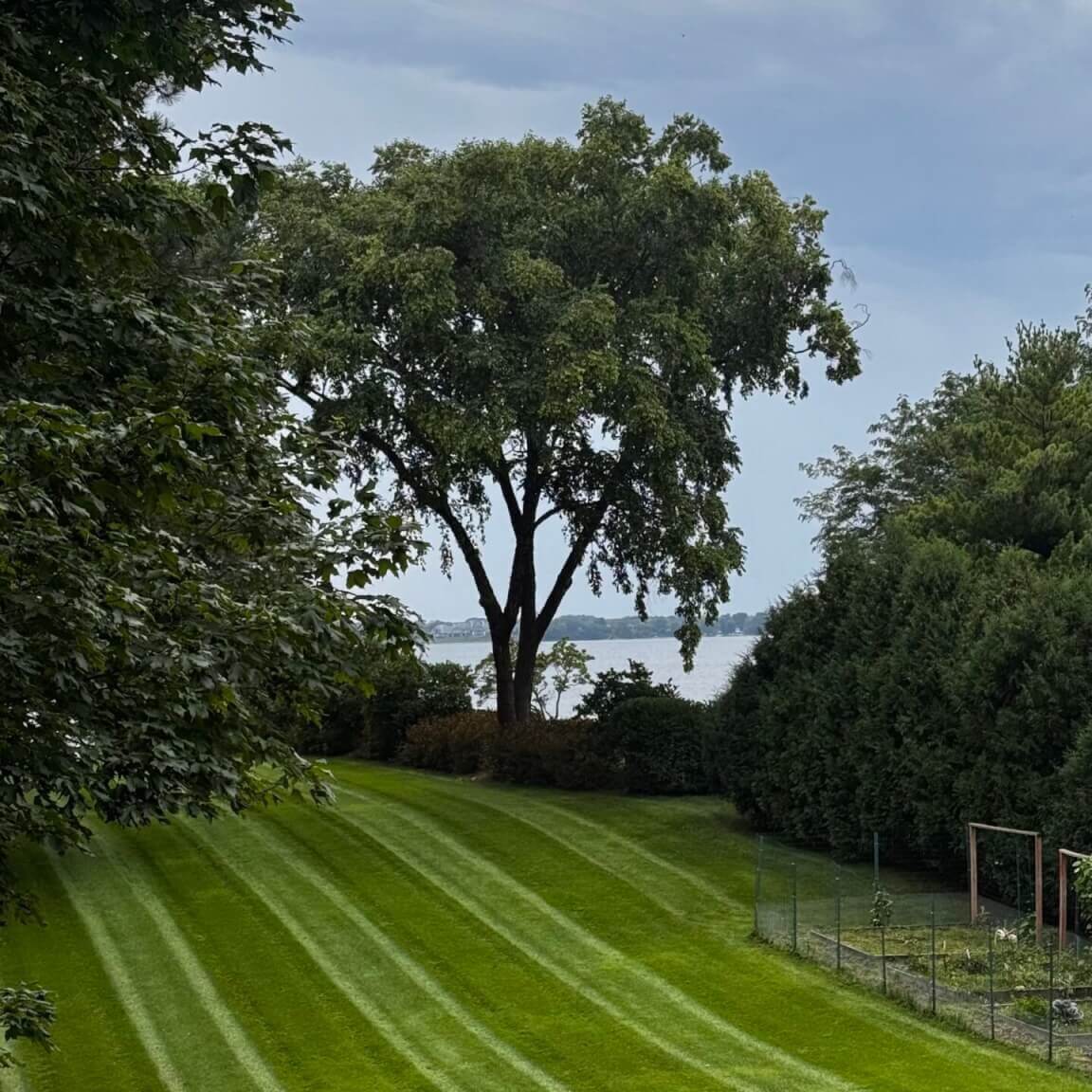 Minnetonka Tree Service removing large tree safely