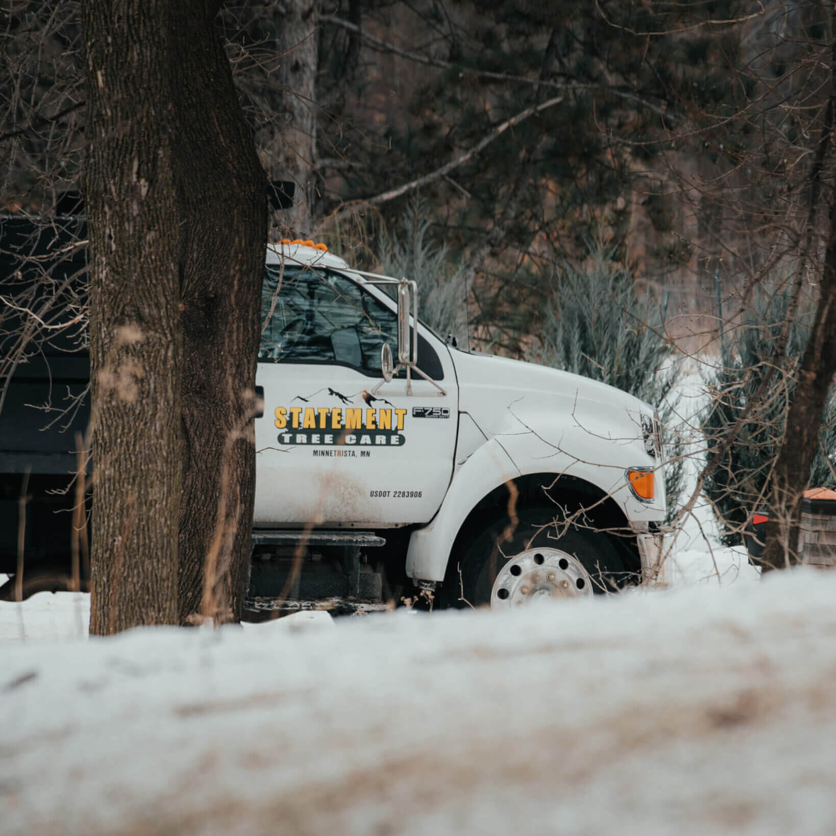 Professional Excelsior Tree Care You Can Trust