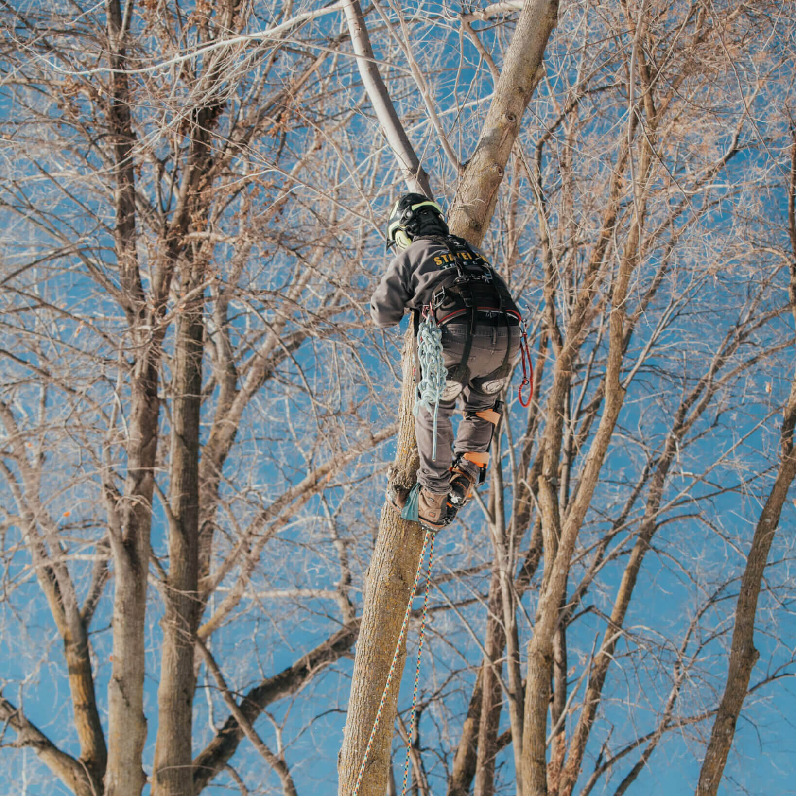Minnetonka Tree Care